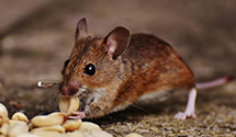 24 Hour & Emergency Exterminators in Wadmalaw Is, SC